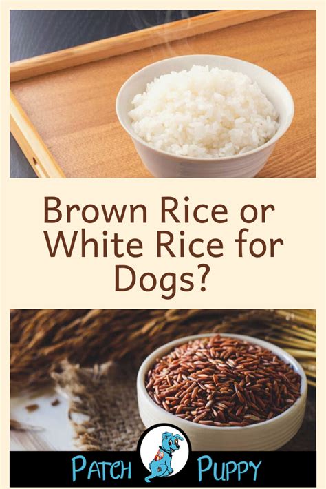Can dogs have brown rice. Things To Know About Can dogs have brown rice. 